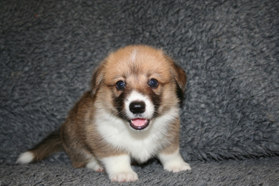 Puppies